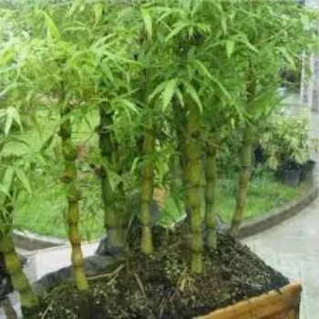 Natural Bamboo Plant
